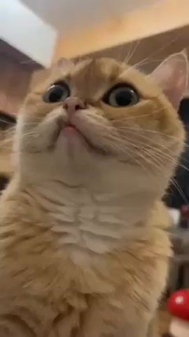 A close-up shot shows a ginger cat staring upwards. The cat has bright green eyes, a pink nose, and a slightly open mouth, revealing a small part of its tongue. The background is blurry, suggesting an indoor setting with hints of wooden furniture and a red toy. The camera angle is from below, emphasizing the cat's facial expression.