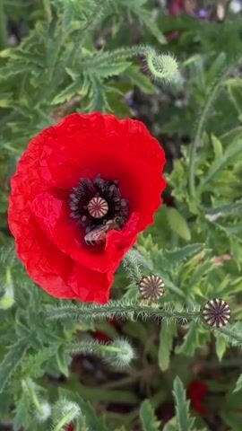 A close-up shot captures a vibrant red poppy in full bloom, its delicate petals unfurling to reveal a dark center. A bee, its body striped with yellow and black, is actively collecting nectar from the flower, its wings a blur of motion. Surrounding the poppy are lush green leaves and several unopened buds, some of which are curled into tight spirals, suggesting the promise of future blooms. The background is softly blurred, emphasizing the intricate details of the poppy and the bee.