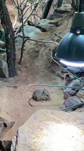 The video shows a small, rodent-like creature with a long snout and a thin tail resting on sandy ground. The creature is greyish-brown and appears to be in an enclosure with rocks, dirt, and some sparse vegetation. A large, dark green lamp with a bright light is positioned above and to the right of the creature. The environment appears to be a zoo or wildlife exhibit, designed to mimic a natural habitat. The creature is still for the majority of the clip, with slight movements of its head and whiskers. The camera is positioned at eye level with the creature.