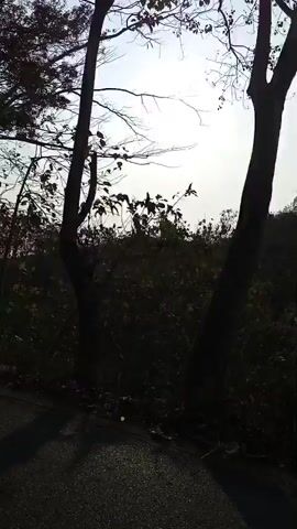 A video captures a moving perspective, likely from a vehicle, looking out at a natural landscape. The scene is dominated by trees and foliage, with the sky visible through the branches. Sunlight filters through the leaves, creating a dappled effect. The video transitions between shots, revealing different angles of the surrounding vegetation and the path ahead. The overall impression is one of a journey through a wooded or overgrown area.
