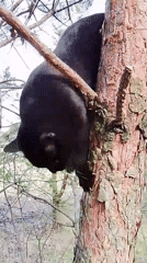 Black cat and dog spotted in Russian woodland