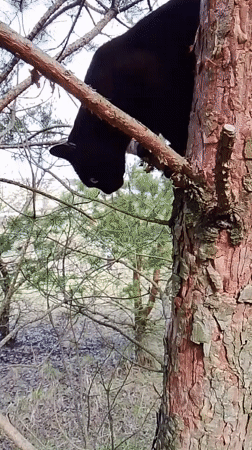 Black cat and dog spotted in Russian woodland
