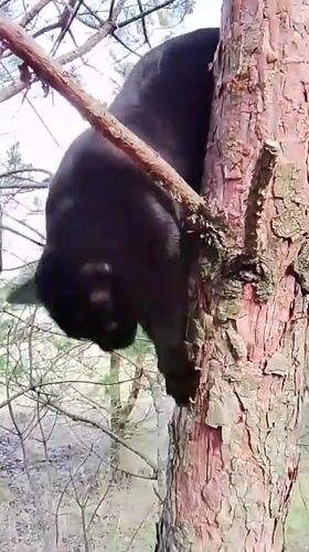 Black cat and dog spotted in Russian woodland