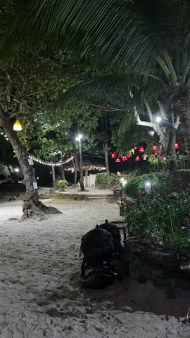 A person is dining at a table on a sandy beach at night. The beach is illuminated by strings of lights hanging from trees and along the path. Red rose petals are scattered on the sand near the table. In the background, there is a small covered structure and the dark ocean.