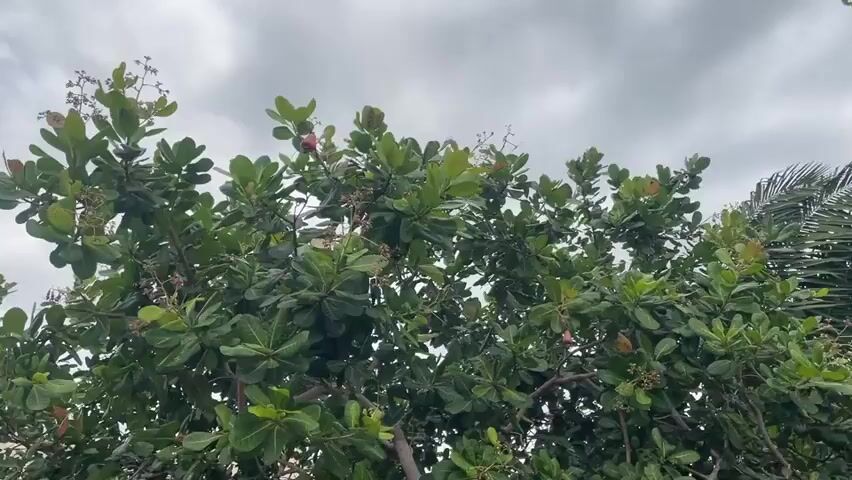This media file is a short video clip capturing an outdoor scene on a cloudy day. The primary subjects are the branches and lush green leaves of a tree, possibly a cashew tree, laden with small red fruits and developing nuts. The camera pans slightly, revealing more of the tree's foliage and some of its branches.

Beyond the tree, the scene transitions to show parts of a residential area. A light-colored building with a beige, slightly sloped roof is visible on the right. A satellite dish is mounted on the roof of another building in the background, indicating a place with modern amenities. To the left, a very tall, slender evergreen tree stands prominently, contrasting with the broader canopy of the foreground tree. The sky is filled with a mix of white and grey clouds, suggesting either an overcast day or the approach of rain.

No people are visible in the clip. The objects present are natural elements like trees and fruits, as well as man-made structures such as buildings and a satellite dish. The setting appears to be a residential area, likely in a tropical or subtropical climate given the presence of the fruiting tree.

The activity is purely observational, with the camera gently moving to showcase the natural and built environment. The time of day is indeterminate due to the overcast sky, but it seems to be daylight hours. The mood is tranquil and naturalistic. There is no visible text in the media file. The location context provided is Aiyegunle, Nigeria, which aligns with the visual cues of vegetation and architecture.