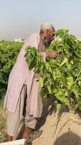 The video shows a man in a vineyard. He is wearing a light pink tunic and loose-fitting tan pants, with a white embroidered cap on his head and sandals on his feet. He has a beard. The man is reaching into a grape vine, which is lush with green leaves and clusters of light green grapes. In the foreground, to the left, is a white plastic crate. In the background, there are more grape vines and a low, light-colored building. The sky is a pale blue and the overall lighting suggests it is daytime. The man appears to be harvesting grapes.