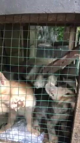The video shows a small, wire cage containing two kittens. One kitten is predominantly orange and stands at the front of the cage, vocalizing with its mouth open. The other kitten, which appears darker in color, is partially obscured behind the orange kitten. The cage has a wooden frame. The background shows some greenery, indicating an outdoor setting. The lighting suggests daylight.