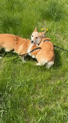 Two Corgis Play in Krasnoyarsk Park Early Morning