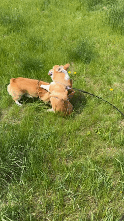 Two Corgis Play in Krasnoyarsk Park Early Morning