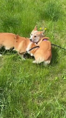 Two Corgis Play in Krasnoyarsk Park Early Morning
