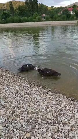 Two ducks are in the shallow water at the edge of a river. The duck on the left is mostly black with some white markings on its chest and wings. The duck on the right is also black with white markings on its chest and a white face. The ducks appear to be interacting, with the duck on the right nudging the duck on the left. The water is calm, and the riverbank is lined with pebbles. In the background, there are trees and hills. The sky is cloudy.