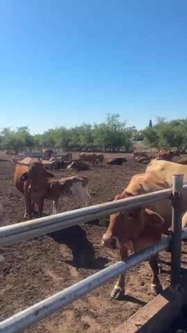 This media file shows a herd of cattle in a pen under a clear, sunny sky. The scene appears to be a farm or ranch, likely in a rural area. The cattle are of various colors, including brown, white, and reddish-brown, and include both adults and calves. Some of the cattle are standing, while others are lying down in the dry, dusty ground. In the background, there are some trees and a simple covered structure, possibly for shade or shelter. The presence of metal fences and a concrete trough suggests a managed livestock environment. The bright sunlight indicates it is daytime, likely midday or afternoon, and the clear blue sky suggests fair weather. The overall impression is a calm, pastoral scene. There is no visible text in the media file.