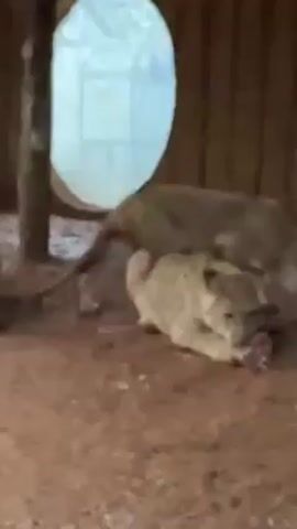 Three lion cubs are inside an enclosure with a brown floor and brown wooden walls. Two cubs are lying together, one appearing to eat something, while a third cub lies apart from the others, also appearing to eat. Circular windows are set into the walls. A tree branch stands next to one of the windows. The walls are topped with a brown wooden roof. The room is illuminated by overhead lighting.