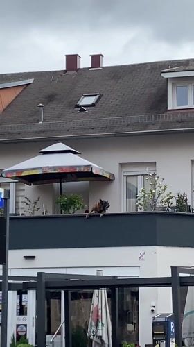Person documents spring morning scenes around Bischheim, France