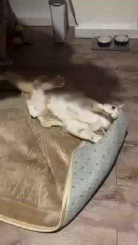 A person is standing on a wood floor in a room and rubbing the stomach of a ginger and white cat. The cat is lying on a tan rug with its belly up, while it bites on the rolled-up edge of the rug. To the left of the rug is a white trash can. To the right are two cat bowls, and in the background some cat toys are visible.