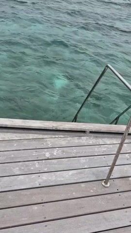 The video begins with a close-up shot of the weathered wooden planks of a pier. A metal ladder extends from the pier down into the clear, turquoise water. The camera pans upwards, revealing the expanse of the ocean, which stretches to the horizon under a cloudy sky. An island is visible in the distance. The camera remains fixed for the duration of the video, capturing the gentle movement of the waves as they ripple across the surface of the water.