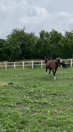 Horses in a Buk paddock on a quiet July morning