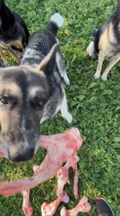 Pack of dogs fed raw bones outdoors in Nizhny Tagil