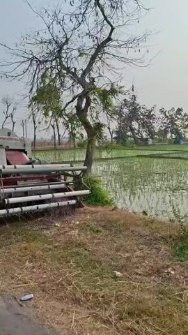 The video shows a combine harvester in a rural setting, likely a rice paddy. The machine is white and red, with tracks instead of wheels. It has a large header at the front for cutting crops and a storage bin at the back. The field is flooded with water and covered with green rice plants. A tree with bare branches stands to the right of the harvester. The sky is overcast. The video is shot from a moving vehicle, giving a dynamic view of the machine as it passes by. There are no people visible in the video, but there may be a person in the driver's seat of the combine. The footage is grainy and appears to be captured on a mobile phone.