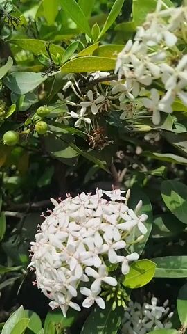 The video shows a close-up view of white Ixora flowers. The flowers are clustered together on a branch, surrounded by green leaves and some small green berries. The lighting suggests it is daytime, possibly outdoors. The camera is static, focusing on the blooms. There are no people or other identifiable objects in the frame. The overall scene is natural and serene.