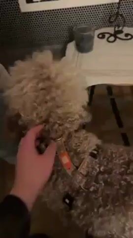 The video shows a person petting a dog with shaggy, light brown fur. The dog is wearing a harness with an orange tag. The person is wearing a black long-sleeved shirt and is sitting near someone in light-wash jeans. In the background is a small table with a white napkin and a clear glass or cup with a dark liquid inside. The floor appears to be tiled.