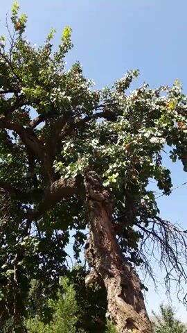 The video shows an old, gnarled tree with a thick trunk and sprawling branches against a bright blue sky. The tree has abundant green leaves, and some smaller, round fruits, possibly apricots, are visible among the foliage. The trunk is weathered and appears partially hollowed or damaged in places, with exposed wood. The camera is positioned looking upwards at the tree, creating a perspective that emphasizes its size and age. The surrounding environment includes other greenery, suggesting an outdoor setting, possibly a garden or orchard. There are no people or animals visible in the video. The footage appears to be handheld, with slight movements and occasional shakes.