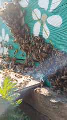 Rural beekeeping and kite flying observed in Motyakovo