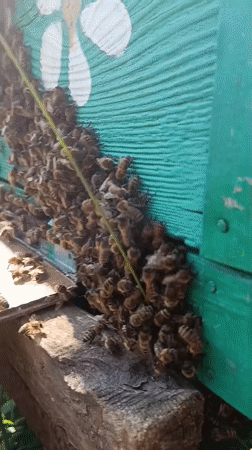 Rural beekeeping and kite flying observed in Motyakovo