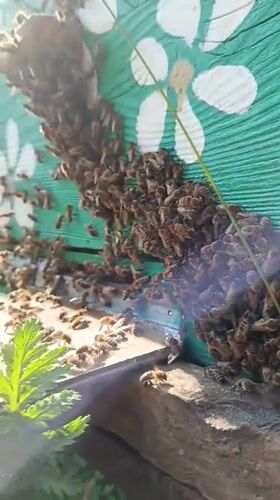 Rural beekeeping and kite flying observed in Motyakovo