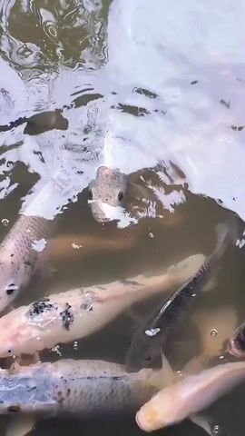A school of koi fish swim in murky water. The fish are various colors, including white, orange, black, and grey. Some of the fish have black spots. The water is disturbed by ripples, suggesting movement from the fish or perhaps wind. The bottom of the pond is not clearly visible due to the murkiness of the water.
