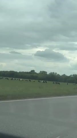The video shows a herd of cows grazing in a green field under a cloudy sky. A paved road is visible in the foreground, and a line of trees forms the background. The cows are scattered across the field, some are black and white, others are solid black. The video appears to be shot from a moving vehicle.