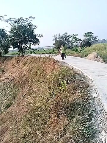The video shows a rural landscape with a paved road winding through it. On the left side of the road, there is a steep, earthy embankment covered in dry grass and brush. Further back, a single tree stands on the embankment. On the right side of the road, fields of tall green crops extend into the distance. In the first few seconds of the video, a person is seen walking along the road, carrying something in their hand. The sky is bright and hazy, suggesting it is daytime. Later in the video, the perspective shifts to show a body of water, possibly a pond or lake, with trees reflected on its surface. The sun is visible in the sky, casting a bright glare. The scene appears to be calm and undeveloped.