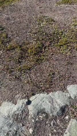 The camera is angled downward toward a field of mostly brown vegetation, with patches of green plants. In the lower portion of the frame, there is a grey stone. The camera follows a brown snake as it moves through the vegetation.