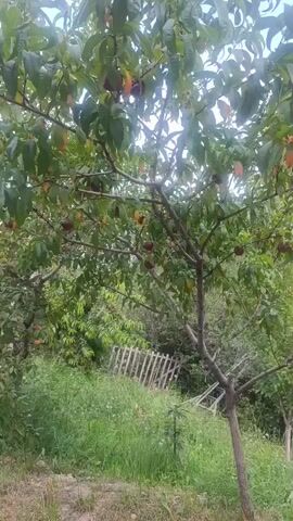 This is a video of a peach tree with ripe peaches. The tree is in a yard with green grass and other trees in the background. There is a wooden fence behind the tree.