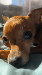 Everyday family moments with pets, baby captured in Chaikovsky