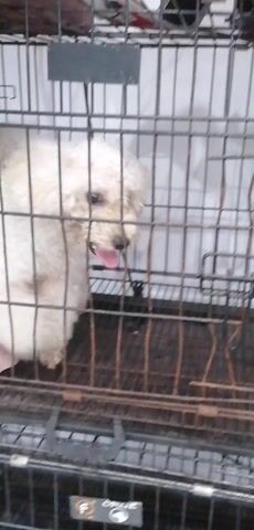 The video shows a small, white, fluffy dog standing in a wire cage. The cage is old and has some rust. The dog is panting and looking around, and there is a pink pad and a small bowl on the floor of the cage. The background is a white wall.