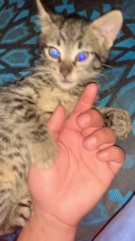A close-up shot shows a small tabby kitten lying on its back on a blue and black patterned surface, possibly a blanket or cushion. The kitten has striking blue eyes and is looking upwards. A human hand is positioned near the kitten, with the index finger extended upwards in a suggestive gesture. The kitten is not interacting with the hand but appears to be in a relaxed position. The lighting suggests an indoor setting.