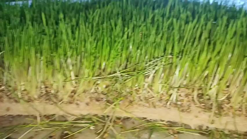 The video shows a close-up view of dense, bright green sprouts, possibly wheatgrass, growing closely together. At the base of the sprouts, there is a thick layer of white roots and visible seeds embedded within. Underneath the roots, a thin layer of a tan-colored substance, potentially soil or a growing medium, is visible. Some loose sprouts and debris can be seen at the bottom of the frame, submerged in a clear liquid, presumably water. The camera angle is low, emphasizing the density of the growth and the root system.
