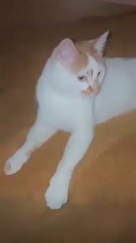 The video shows a white cat with orange markings lying on a brown blanket. The cat is initially still, but then suddenly rolls over, showing its underside and opening its mouth as if yawning or making a noise. The environment appears to be indoors, possibly on a bed.
