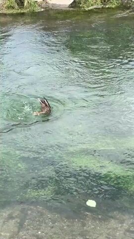 A mallard duck is seen diving and resurfacing in a clear, flowing river. The duck's tail is visible as it goes underwater, and then its head and body emerge. The riverbed is covered in green algae and rocks. The banks of the river are lined with grass and some concrete structures.
