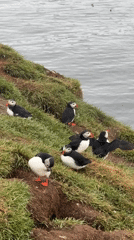 Atlantic puffins spotted on coastal cliffs in Bakkagerði, Iceland