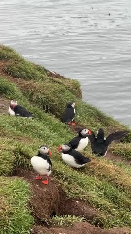 This vertical video captures a close-up view of six Atlantic puffins on a grassy cliff edge overlooking a calm, gray body of water, consistent with a coastal scene in Bakkagerði, Iceland. The day appears overcast, providing soft, diffused lighting.

The puffins display their characteristic black and white plumage, vibrant orange webbed feet, and distinctively colorful beaks. In the foreground, one puffin stands with its head angled downwards, possibly preening or observing its immediate surroundings. Slightly behind it and to the right, another puffin stands upright. Further back, one puffin is actively flapping its wings, fully extended, as if stretching or drying them. Two more puffins are visible standing on the grassy incline, while the sixth puffin is resting on the grass to the far left of the frame. The terrain consists of green grass interspersed with patches of exposed brown soil, indicative of nesting burrows typical for puffin colonies. The water in the background is still and reflects the subdued light. There is no visible text in the video.