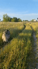 Summer trail walk with a fluffy husky through wildflower meadows