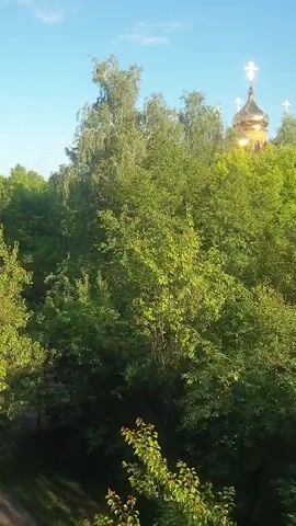 The video is a vertical, landscape-oriented shot of a verdant tree line with a clear blue sky above. In the upper right quadrant of the frame, a golden dome with a cross atop it, likely a church, is visible peeking out from behind the trees. The trees are lush and green, suggesting a warm season. The camera appears to be panning slightly to the right, revealing more of the tree canopy and a sliver of a tall, light-colored building on the far right horizon. The lighting suggests it is daytime, possibly late afternoon, given the warm glow on the church dome. No people or animals are visible.