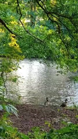 A body of water flows gently, bordered by lush green trees and foliage. On the bank, two geese stand near the water's edge, and another is visible swimming in the distance. The sunlight filters through the leaves, casting a warm glow on the scene. A bird can be seen in flight across the water.