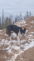 Dog and human interact in snowy Russian landscape