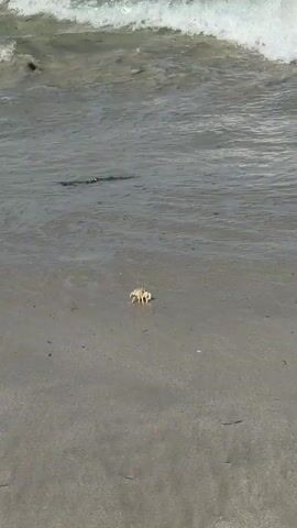 A small, light-colored crab sits on the sandy beach as the water of the ocean waves roll in nearby.