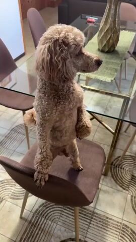 A light brown poodle is on a brown chair. It's standing on its hind legs, then turns around and sits on the chair. The chair is one of four around a glass-topped table with a vase in the middle. The floor is tiled with a patterned brown and white design.