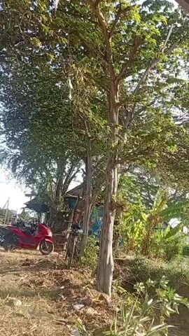 The video shows an outdoor scene with a large tree in the foreground. To the left, a red scooter is parked on a dirt path. A bicycle is leaning against the tree. In the background, there is a building and other trees. The environment appears to be rural or semi-rural, with vegetation and natural elements visible. The lighting suggests it is daytime.