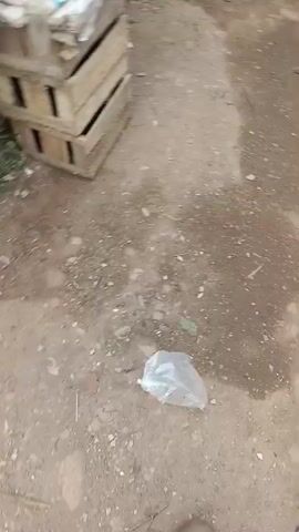 The video shows a ground-level view of an outdoor area. The ground is made of dirt and rocks, with some patches of wetness or puddles. There is scattered debris, including a plastic bag and some pieces of trash. To the left, a wooden crate is partially visible. In the upper portion of the video, a pink mat is visible, along with some folded fabrics. A wooden post supports some hanging clothing. Towards the right, a motorcycle license plate is clearly visible, reading "B 6276 YKO 02-20". A portion of the motorcycle's rear tire and exhaust is also visible. A person's foot, wearing a blue shoe, is visible at the very bottom right of the frame. The overall impression is of a somewhat unkempt outdoor space, possibly an alleyway or a yard.